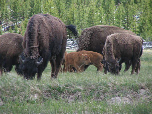 This group seemed like a scrawny bunch.