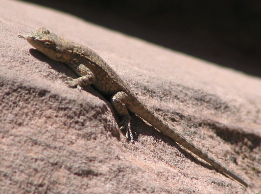 This is virtually a life-size photograph of the lizard.