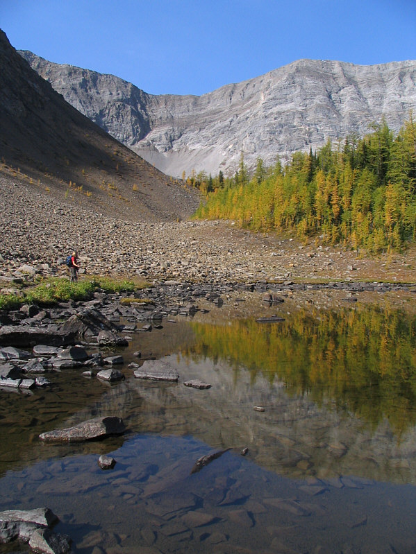 There's a moose that hangs around here sometimes.