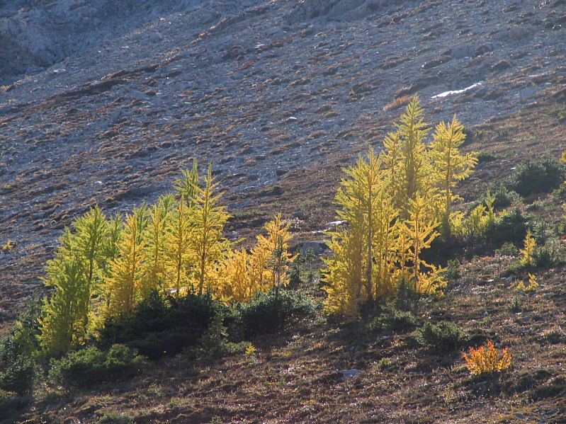 And now... No. 3  The Larch