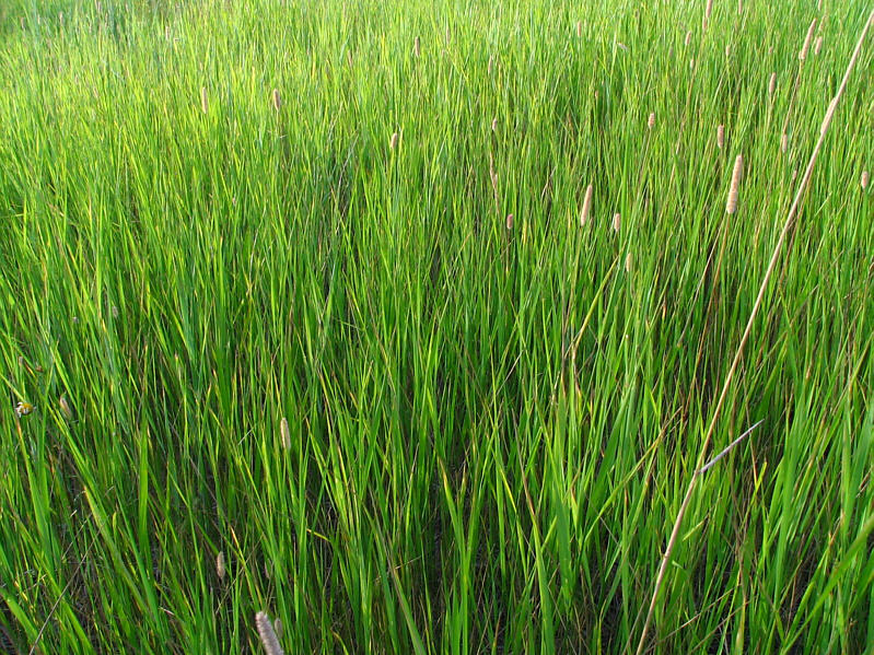 Looks better than the lawn in my front yard these days!