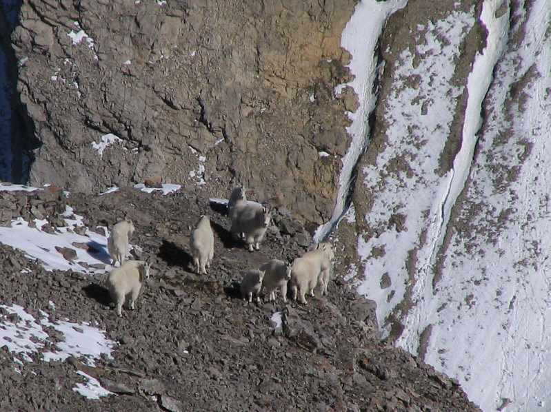 Four legs good, two legs bad.