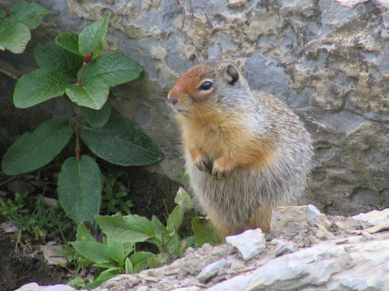 Looks like this one is fattened up for winter already!