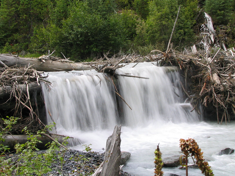 And lots of deadfall too...