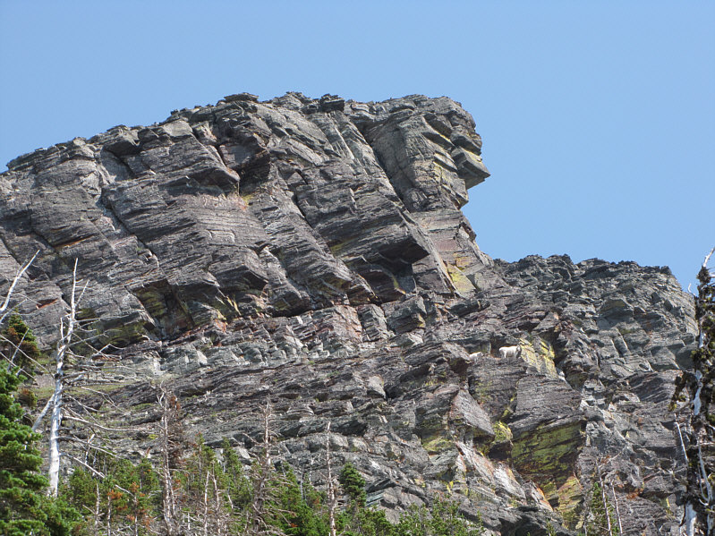 Can you spot the goats?