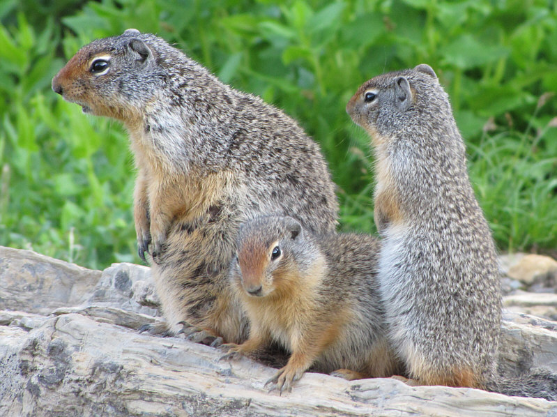 They probably do this everyday during tourist season.