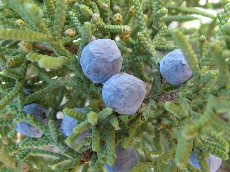 Too bad they're not really edible.