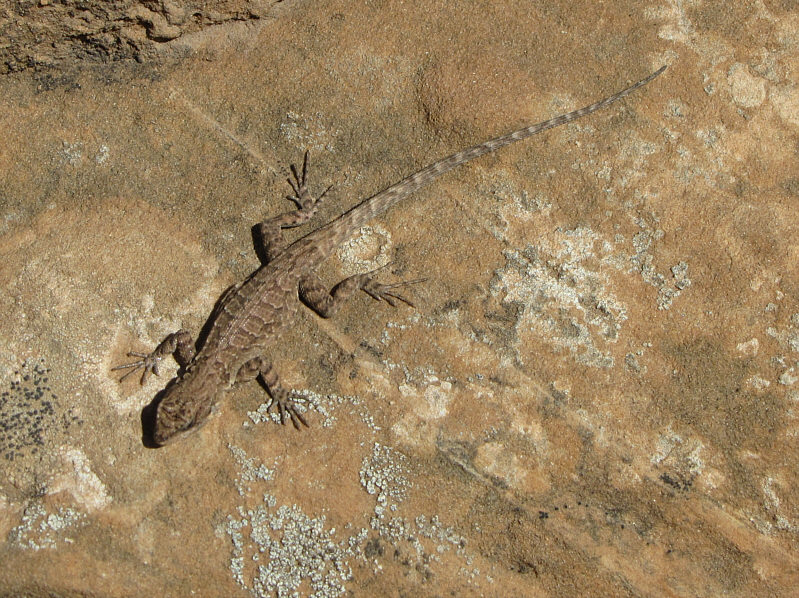 As close as I was, even my camera had trouble focusing on the lizard.