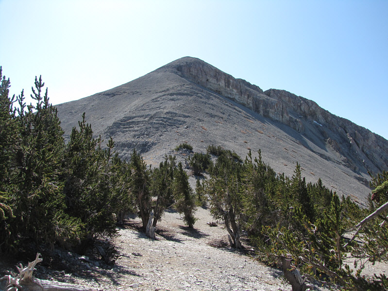 It's interesting that there is so little undergrowth here (ie. no grass or bushes).