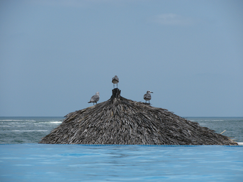 Even the birds were staying off the beach because of the rough waves.