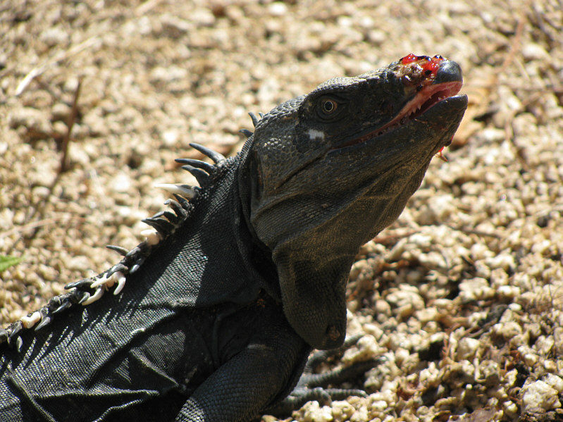 You missed a spot on your nose!