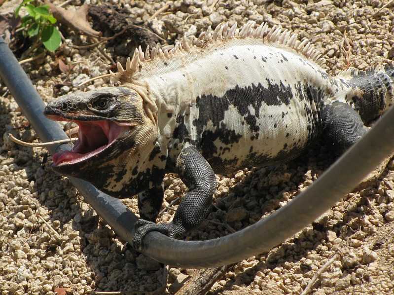 This one is a little bigger than the first one.