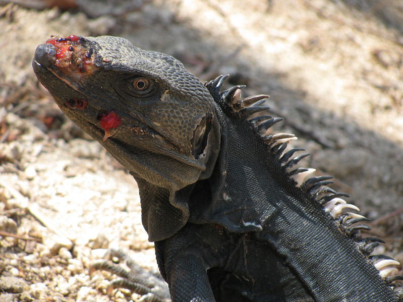 It's no Gorn, but maybe it will fight to the death!