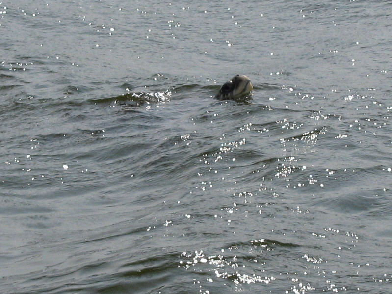 The boat almost ran over a couple others like this one.