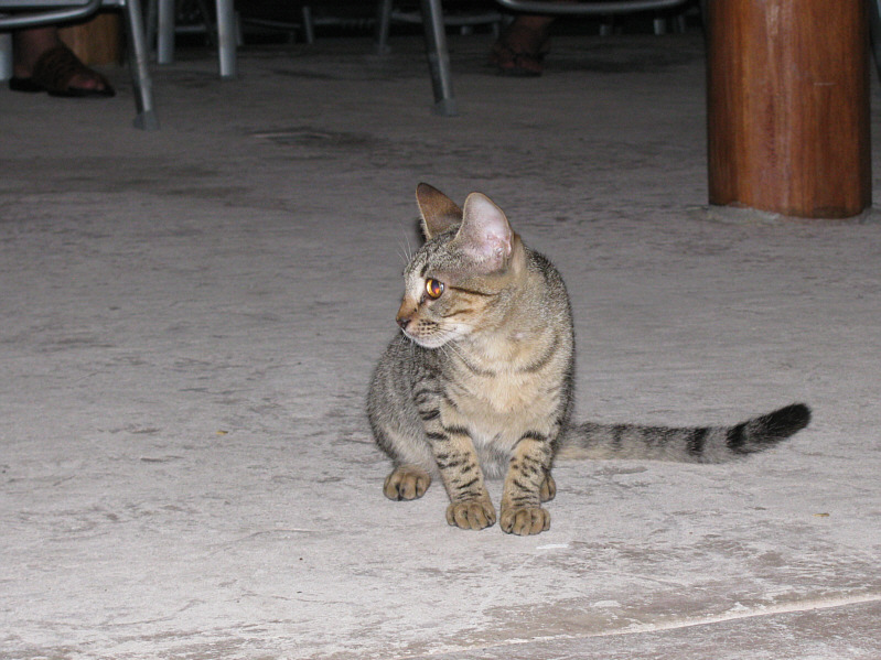 Not sure if they're feral or not...