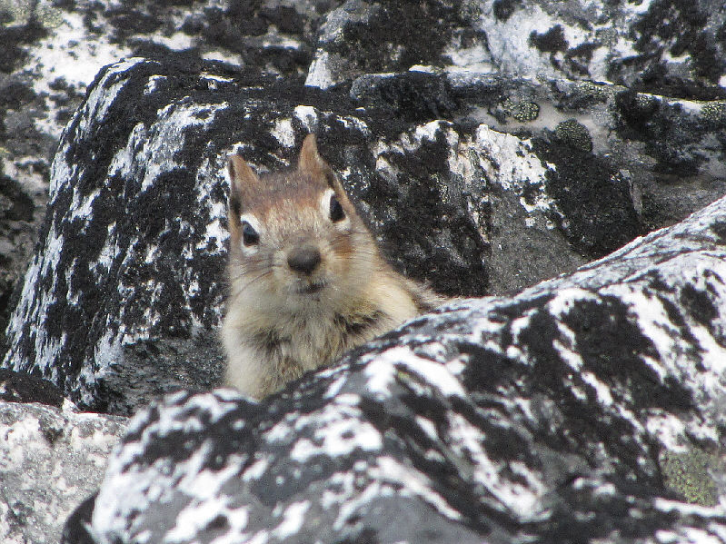 Wonder what he eats up here?!