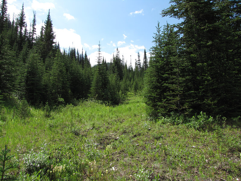 The old road heads to climber's left in about 100 metres or so.