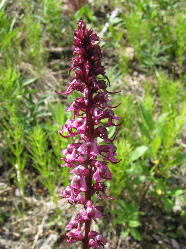 Kinda reminds me of those stacked elephant statues.