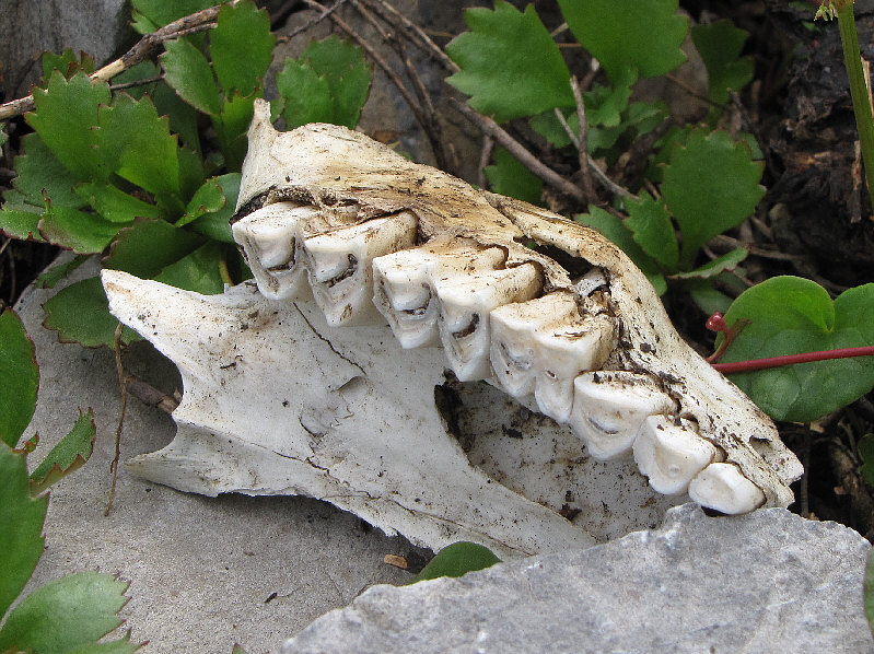 Hmm...its teeth look better than mine!