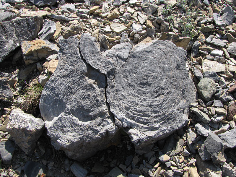 Maybe petrified tree trunks?