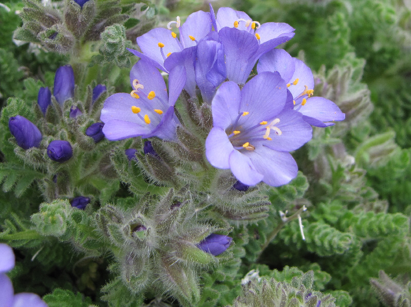 Here's my token flower/macro shot.