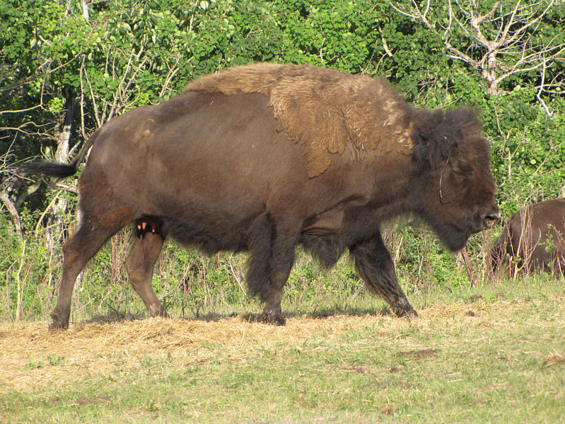 Bison burgers anyone?