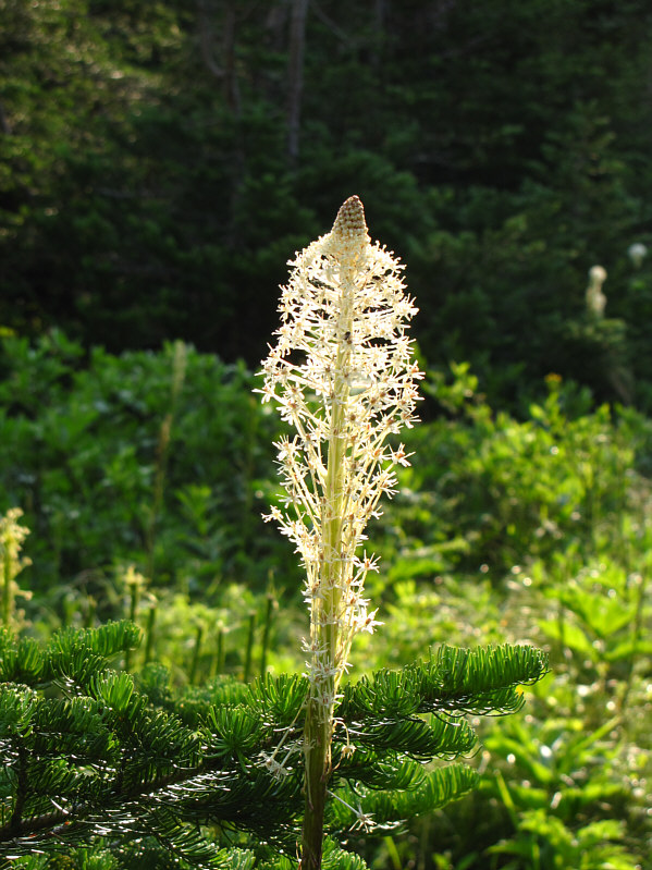 Barely perks me up after a sleepless night.