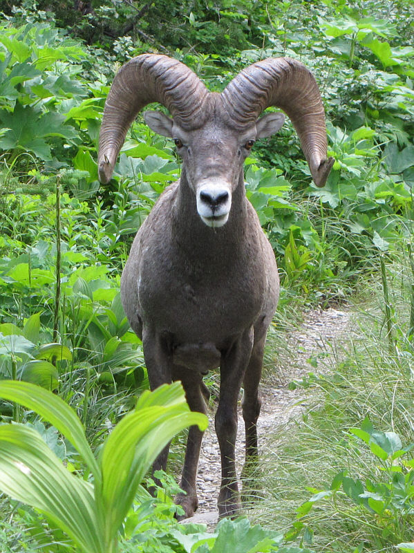 I had a similar encounter on Bertha Peak a few years ago.