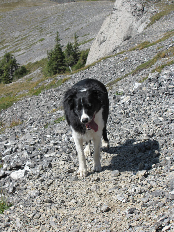 They turned around soon after this photo was taken since the dog was getting thirsty.