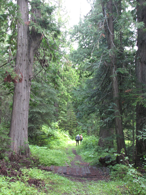 I find it odd that I seldom see cedar trees on the Alberta side of the Canadian Rockies.