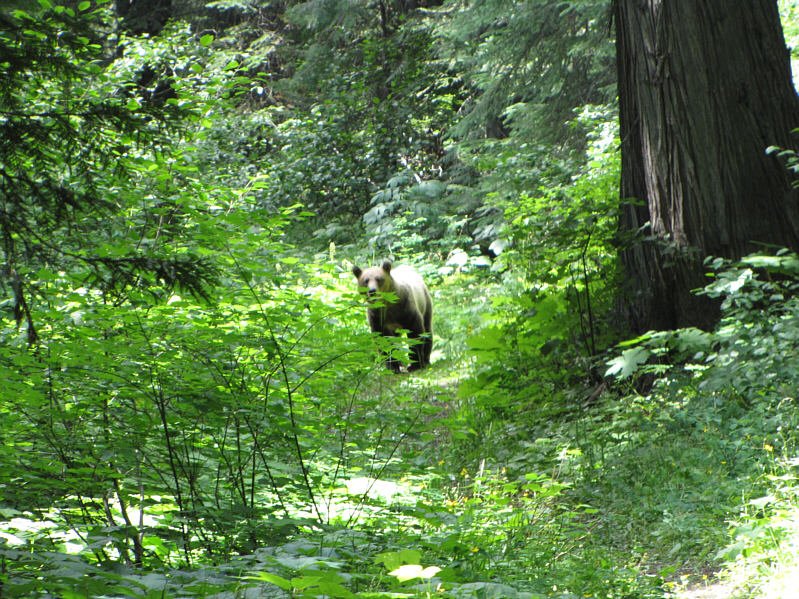 Strangely, when the couple reported the bear encounter, the lodge staff seemed skeptical that it was a grizzly bear.