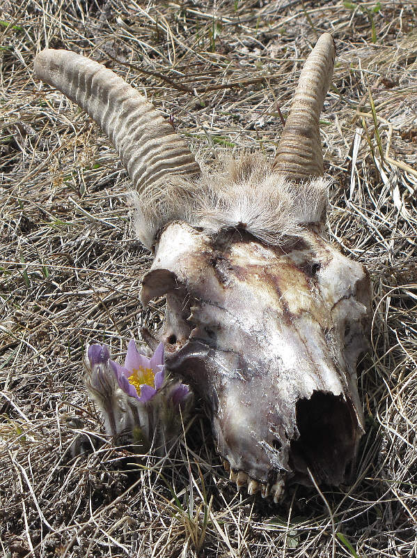 How often do you see a skull with a toupee?!