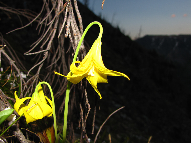 Actually, it was still pretty light out when I snapped this photo.