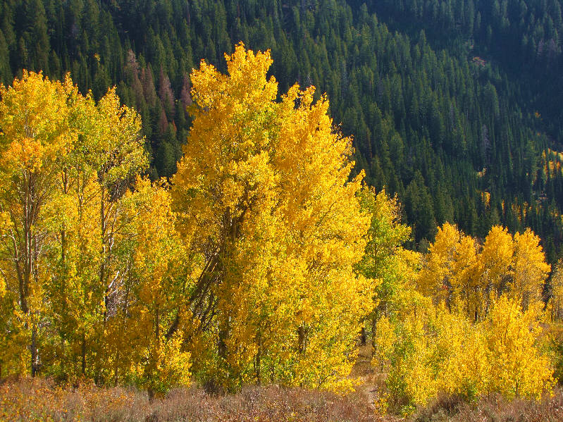 So this is what I missed seeing in the dark this morning!