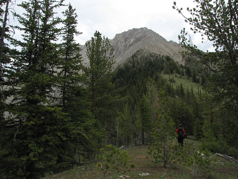A good trail continues up the ridge through the trees.