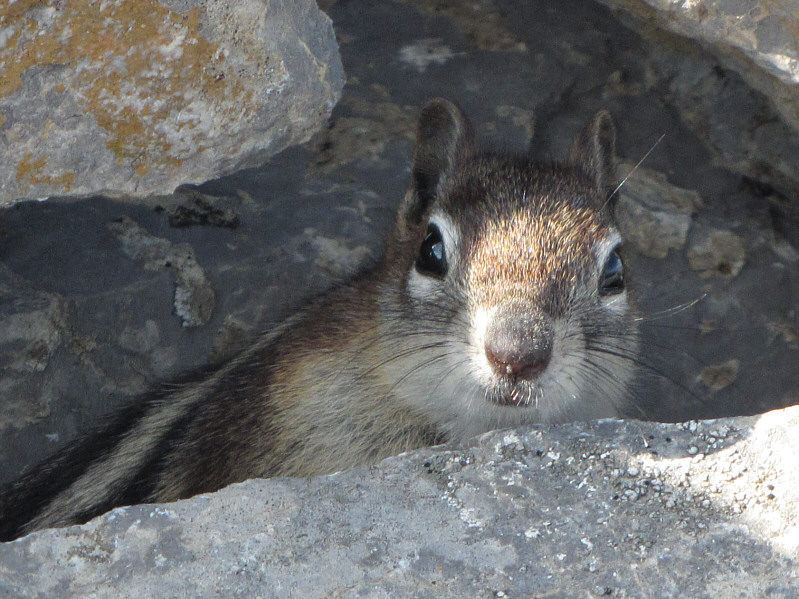 I left my pack and poles here when I traversed to the north peak. When I returned, I noticed that my pole straps had been slightly chewed!
