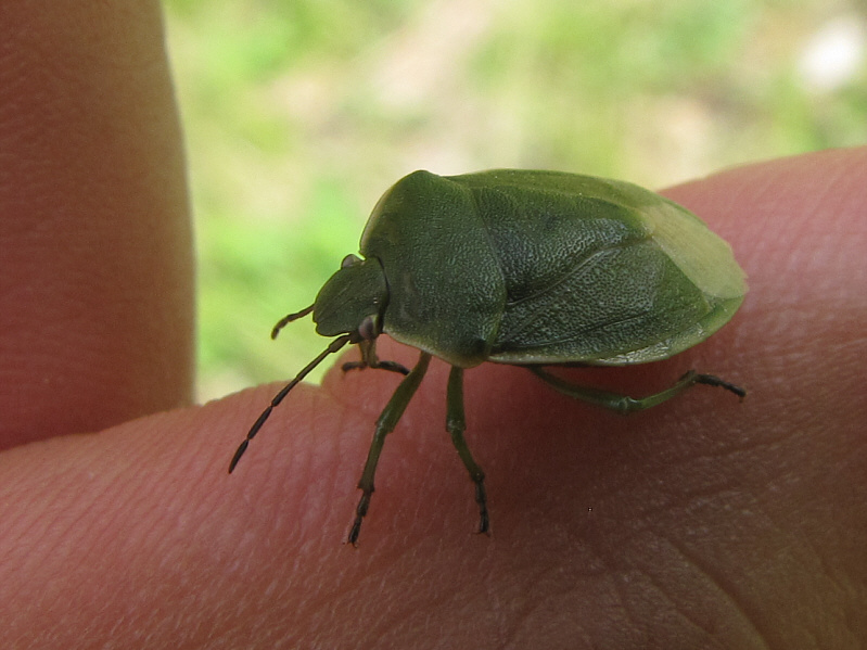 Actually, it was hitching a ride on Kelly!