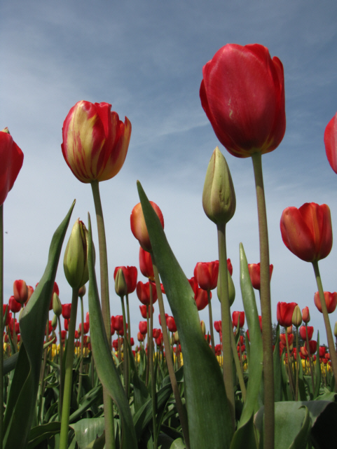 Tulip Town