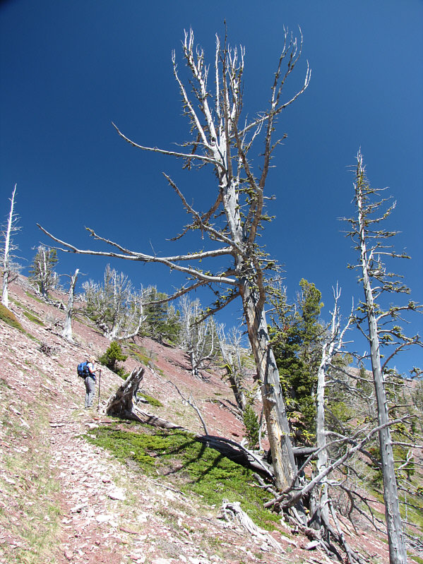 The dead trees look like they're sprouting new leaves, but it's actually just moss.