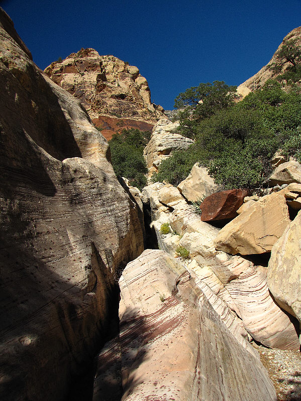 Don't go in the bushes! Don't go!