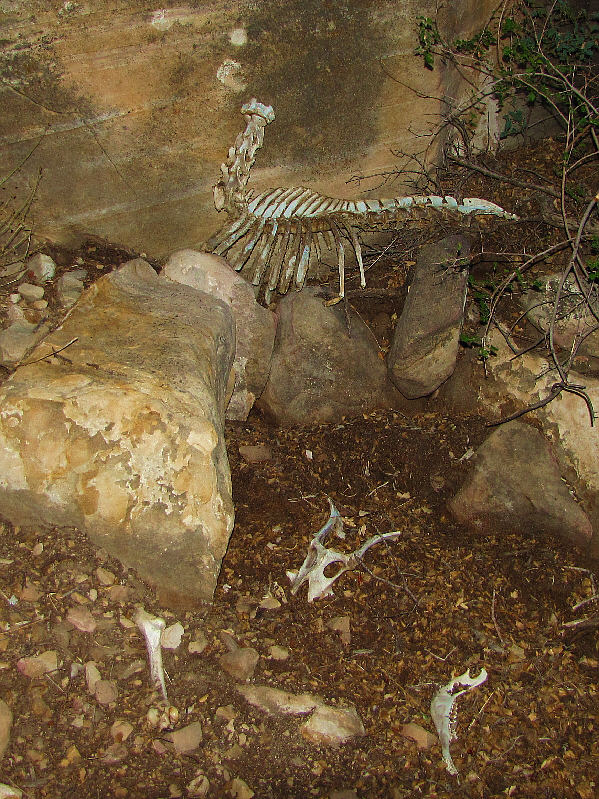 By the way, that's not a skull at bottom centre. It's a pelvis!