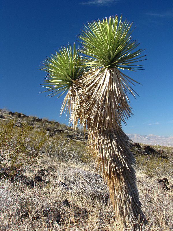 I wanna say it's a Joshua tree, but I'm not so sure...