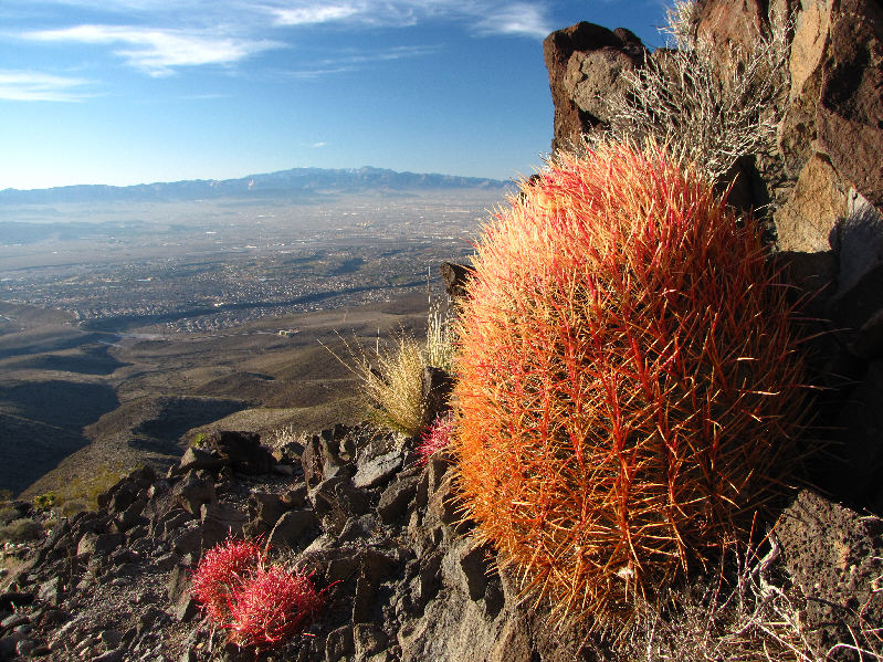 I can still feel the sting from my last "run-in" with one of these!