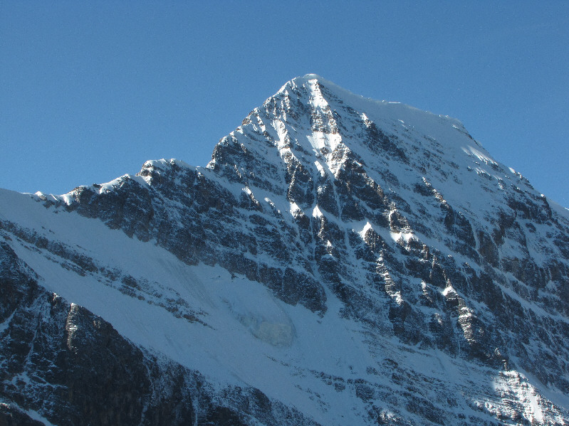 Looks like a Himalayan giant, doesn't it?