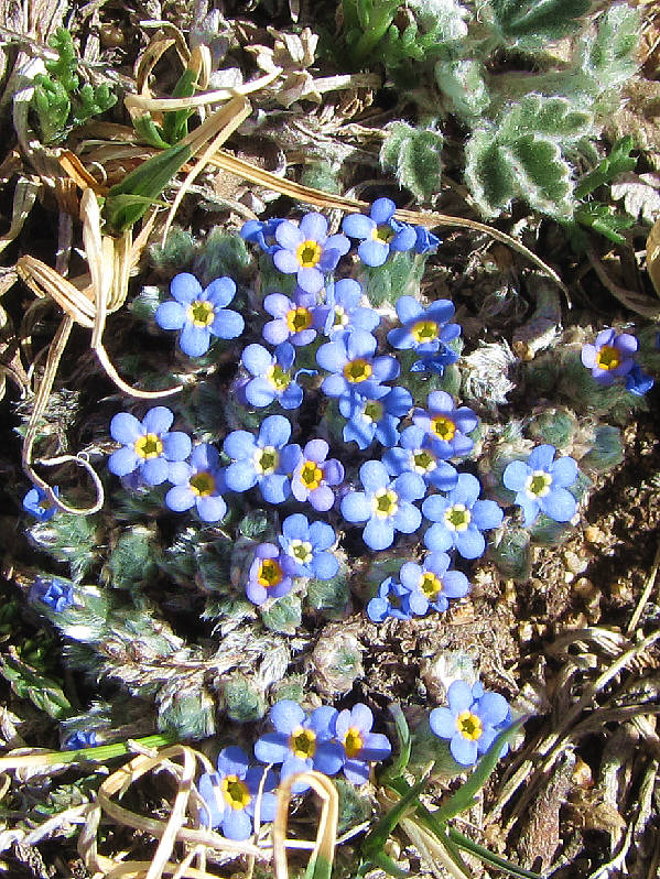 These look a bit different than the usual ones I see in the Canadian Rockies.