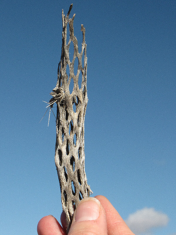 Rather woody, isn't it?