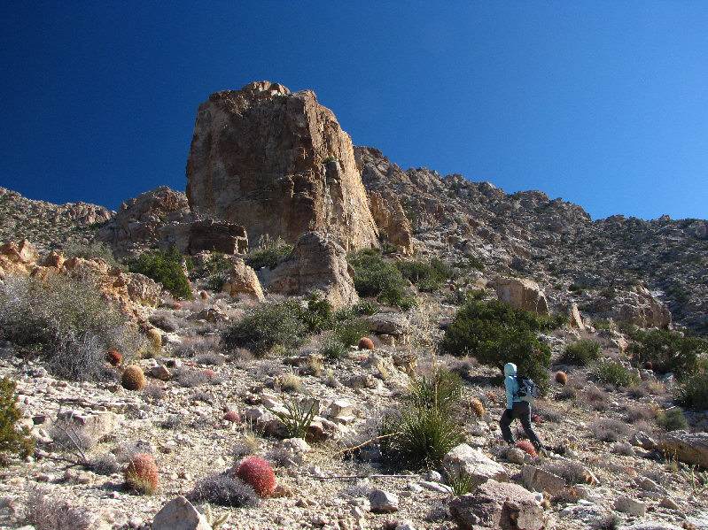 Look at all the barrel cacti!
