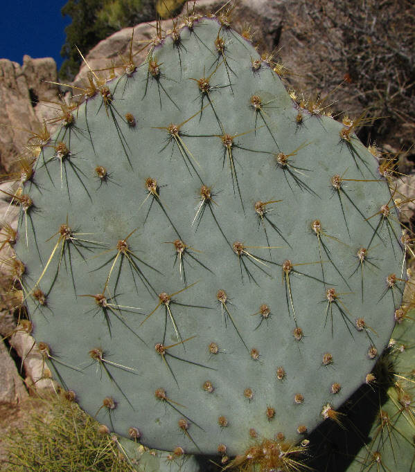 Look but don't touch! Trust me!