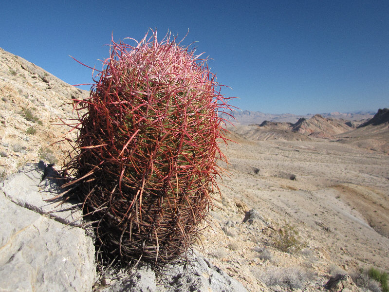 There were lots of these on Sunrise Mountain.