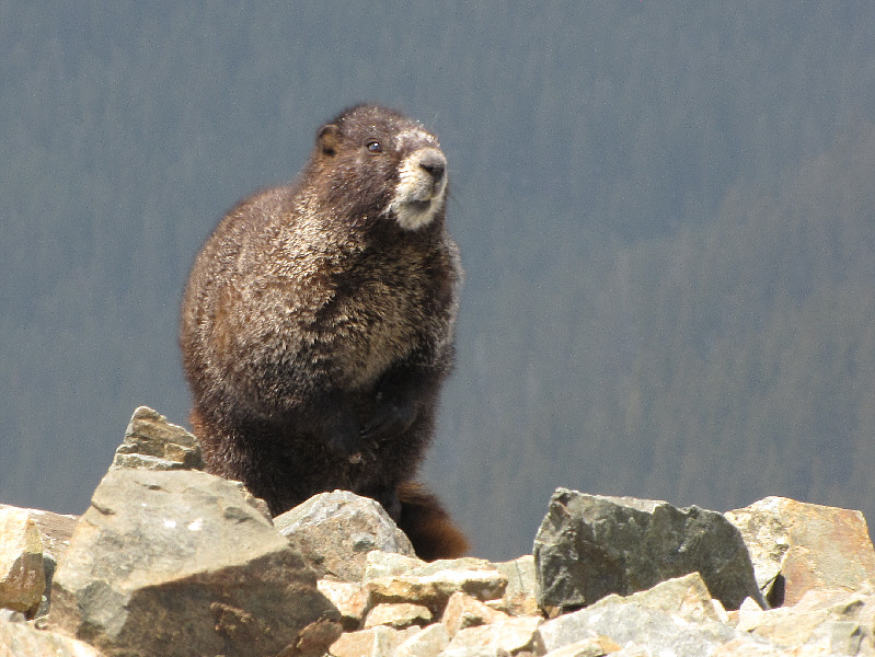 Like the ground squirrels, the marmots must know the habits of summit visitors.